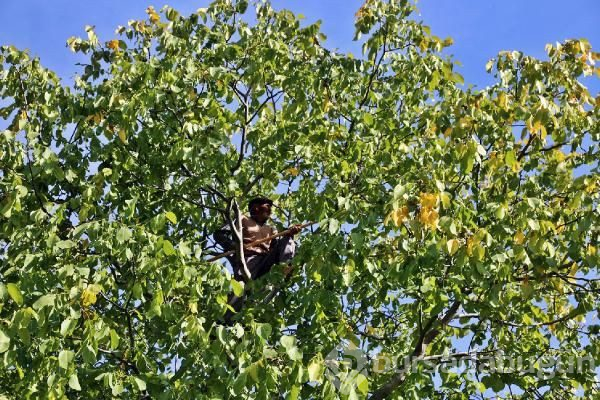 Tunceli'de korkulu ve kavi ceviz hasadı