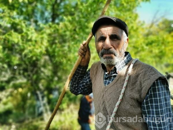 Tunceli'de korkulu ve kavi ceviz hasadı