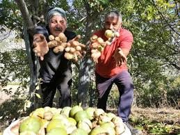 Tunceli'de korkulu ve kavi ceviz hasadı