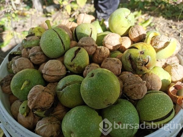 Tunceli'de korkulu ve kavi ceviz hasadı