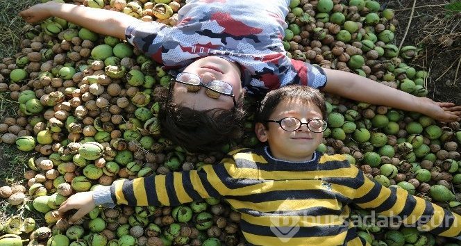 Tunceli'de korkulu ve kavi ceviz hasadı