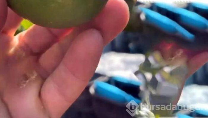 Nusret'e tepki: "O tırnakları kessin"