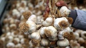 Sarımsak yutmak sandığınız kadar sağlıklı değil!
