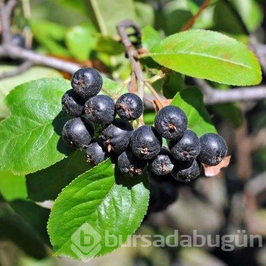 Trabzon'un yeni meyvesi 'Aronya'da ilk hasat