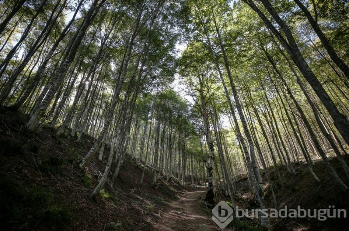 Bursa'da kayın ormanı tırtıl istilasından biyolojik mücadeleyle kurtarıldı 