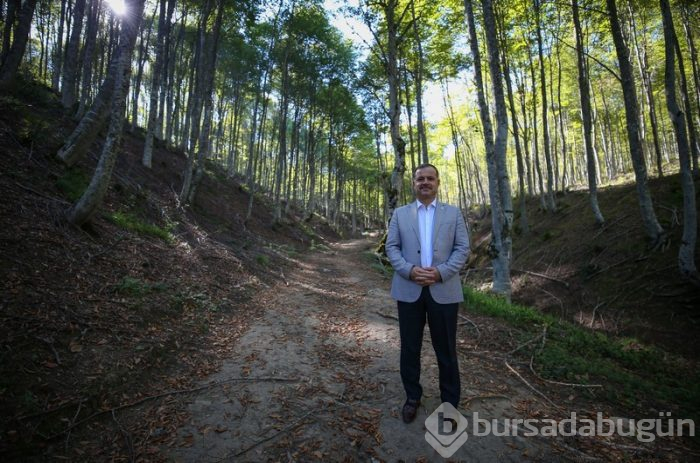 Bursa'da kayın ormanı tırtıl istilasından biyolojik mücadeleyle kurtarıldı 