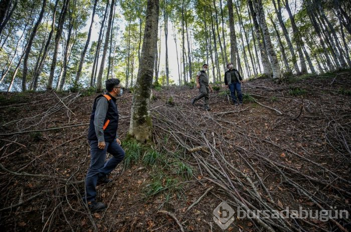 Bursa'da kayın ormanı tırtıl istilasından biyolojik mücadeleyle kurtarıldı 