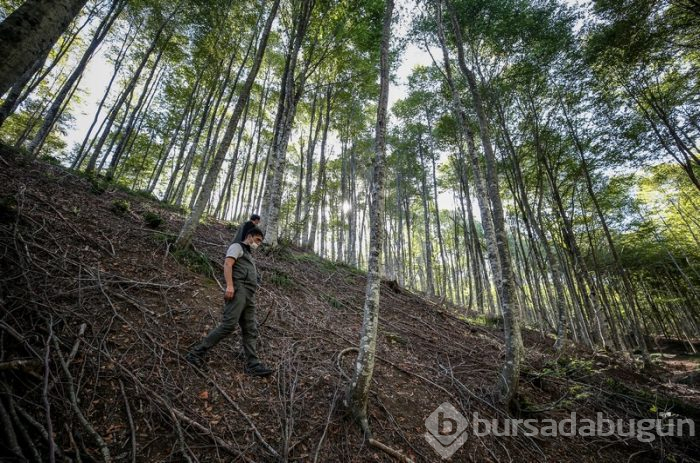 Bursa'da kayın ormanı tırtıl istilasından biyolojik mücadeleyle kurtarıldı 