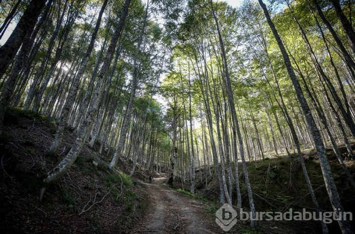 Bursa'da kayın ormanı tırtıl istilasından biyolojik mücadeleyle kurtarıldı 