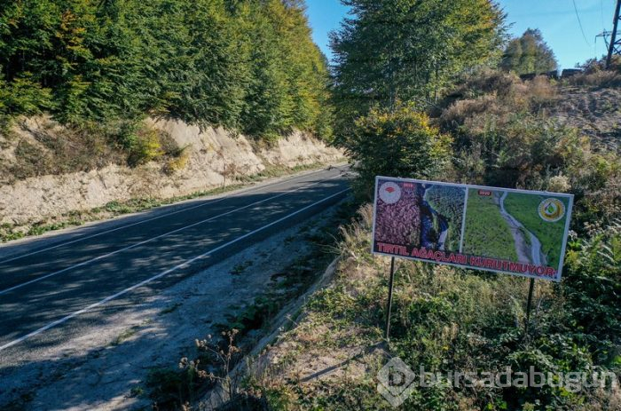 Bursa'da kayın ormanı tırtıl istilasından biyolojik mücadeleyle kurtarıldı 