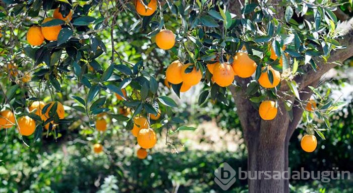 Uyurken başucunuza limon koyun ve değişimi izleyin!