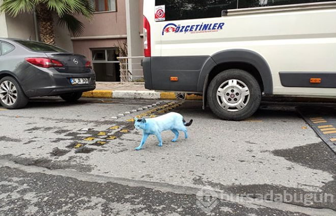 Mavi Kediler!