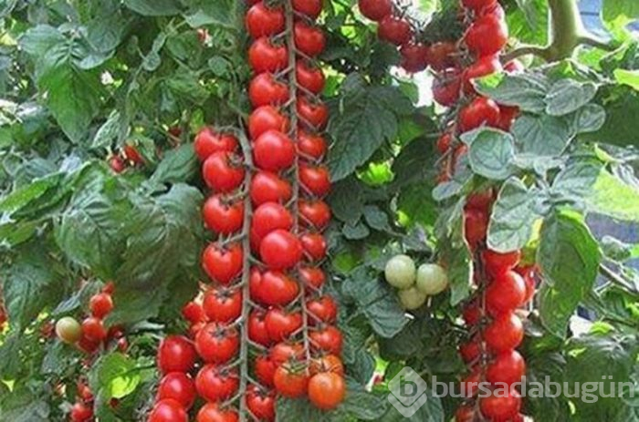 Göksel'in yeni hayatı! İşte ünlülerin gözlerden uzak köy yaşantıları...