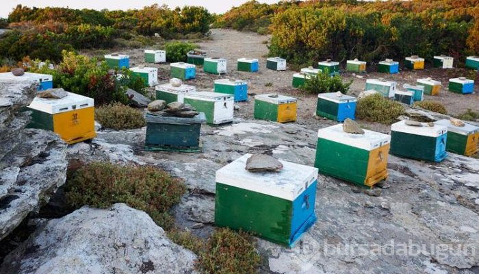 Türkiye'ye 50 kilometre uzaklıkta, insan ömrünün en uzun olduğu ada!