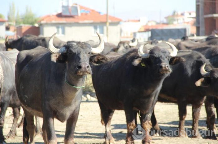 Afyon kaymağının o güzel lezzetinin ve renginin sırrı...