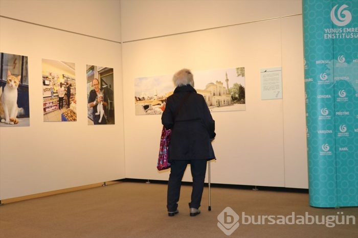 Tokyo'da 'Türk Kedisi' fotoğraf sergisi açıldı
