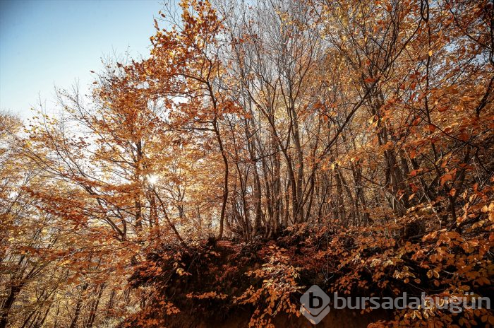 Bursa'da Uludağ'ın eteklerindeki "Çalıkuşu'nun köyünde" sonbahar güzelliği	