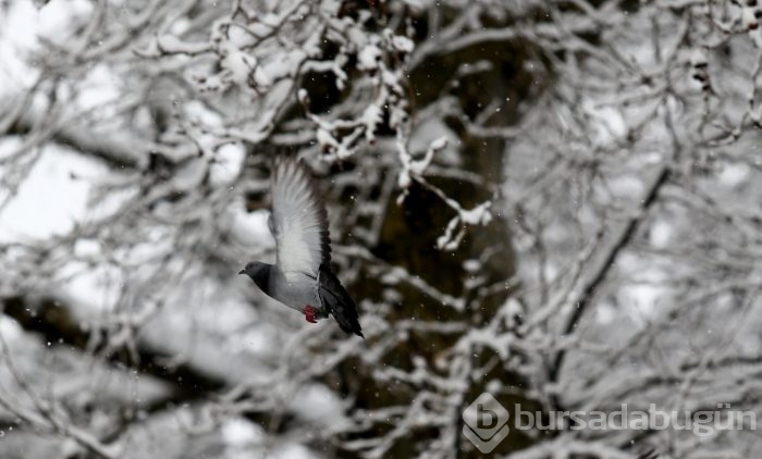 Bursa'dan kar manzaraları