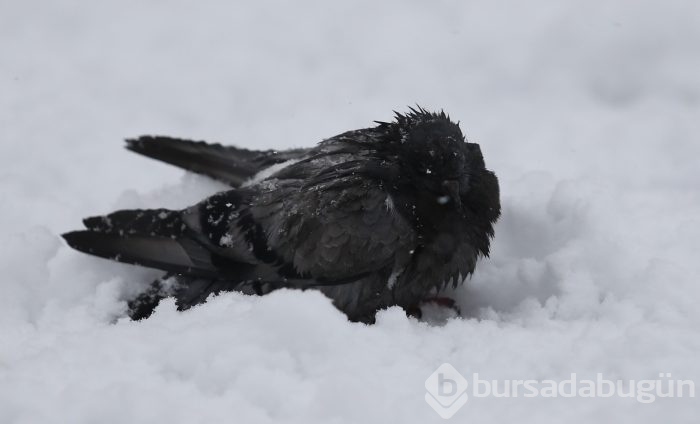 Bursa'dan kar manzaraları