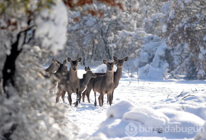 Kar Bursa'ya çok yakıştı