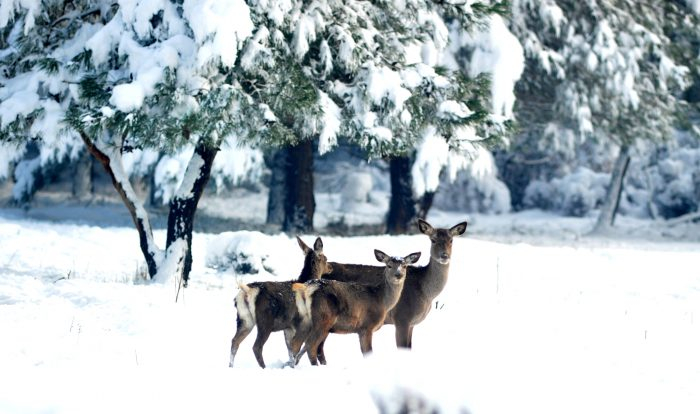 Kar Bursa'ya çok yakıştı