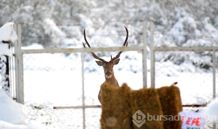 Kar Bursa'ya çok yakıştı
