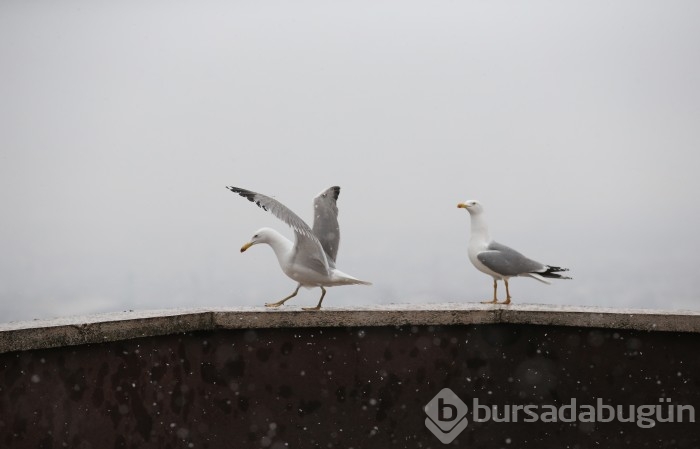 Bursa'dan kar manzaraları