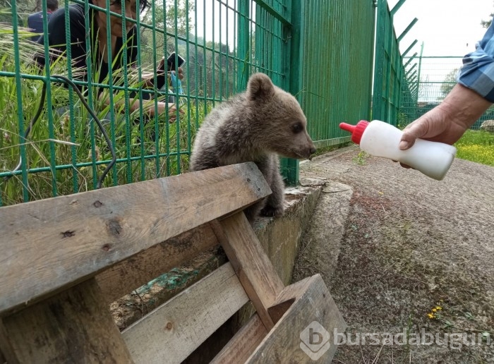 Bursa'da barınaktaki 3 aylık yavru ayı, biberonla besleniyor