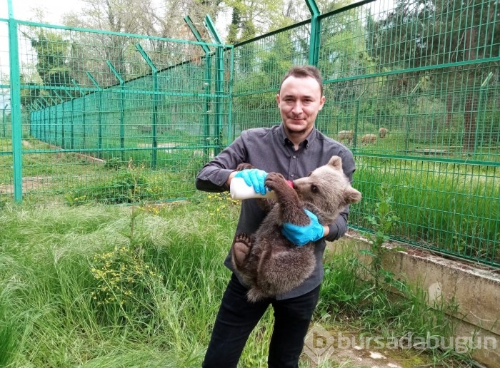 Bursa'da barınaktaki 3 aylık yavru ayı, biberonla besleniyor