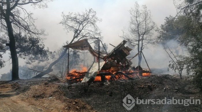 Manavgat'ta orman yangını	
