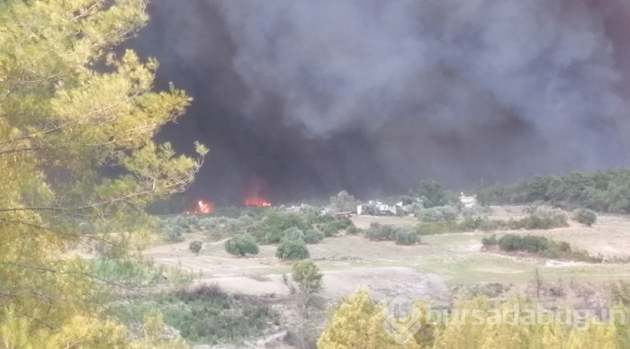 Manavgat'ta orman yangını	