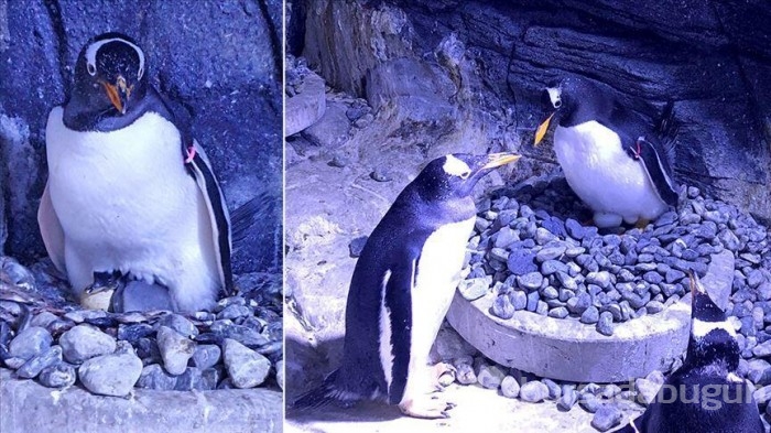 Güney Afrika'da soyu tükenen penguenlere arı sürüsü saldırdı