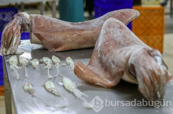 İzmir açıklarında 16 kiloluk 2 dev kalamar yakalandı
