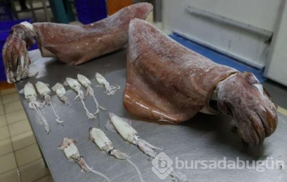 İzmir açıklarında 16 kiloluk 2 dev kalamar yakalandı