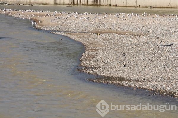 Rize'ye kuraklığa 'gölet' formülü