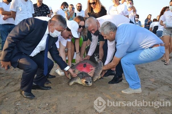 Antalya'da 4 caretta caretta denize salındı...
