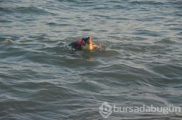 Antalya'da 4 caretta caretta denize salındı...
