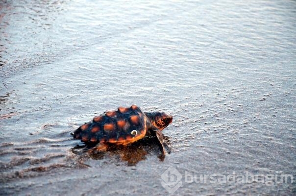 Antalya'da 4 caretta caretta denize salındı...
