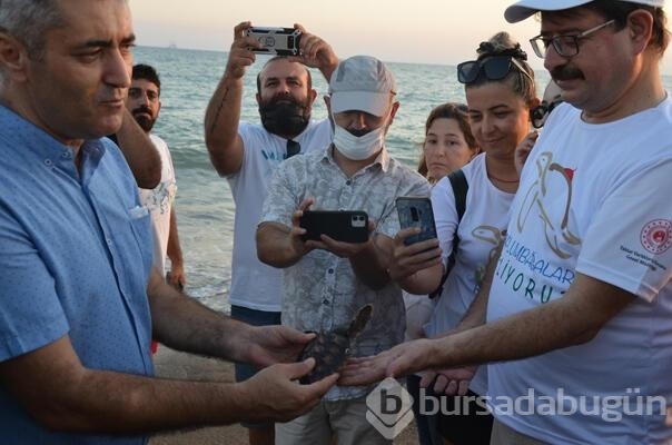 Antalya'da 4 caretta caretta denize salındı...
