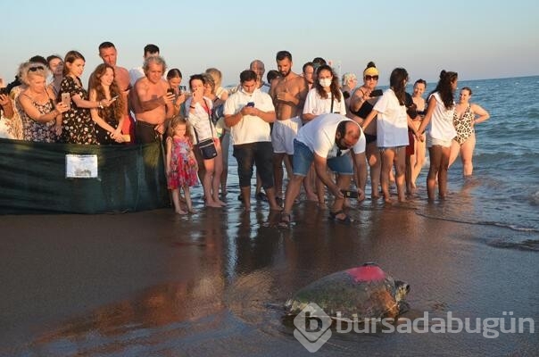 Antalya'da 4 caretta caretta denize salındı...
