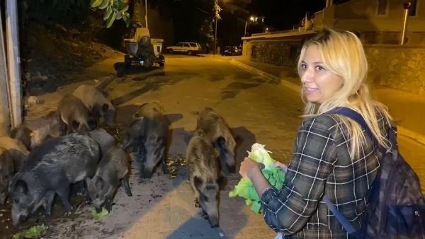 Fethiye merkezine inen domuzları turistler elleriyle besliyor...
