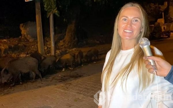 Fethiye merkezine inen domuzları turistler elleriyle besliyor...
