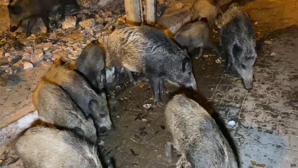 Fethiye merkezine inen domuzları turistler elleriyle besliyor...
