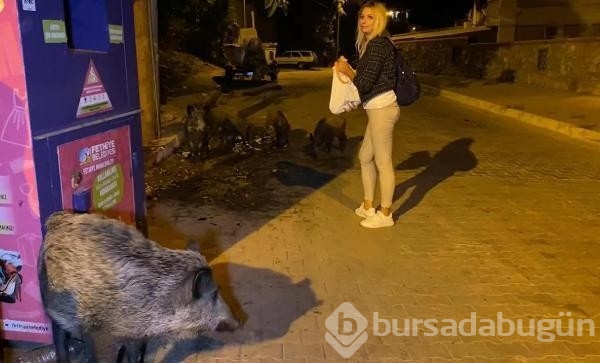 Fethiye merkezine inen domuzları turistler elleriyle besliyor...
