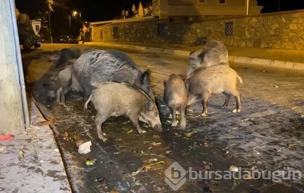 Fethiye merkezine inen domuzları turistler elleriyle besliyor...
