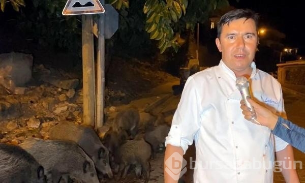 Fethiye merkezine inen domuzları turistler elleriyle besliyor...
