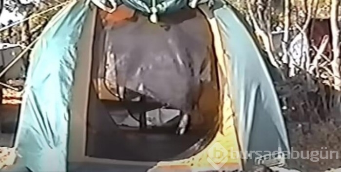 Zıplayıp ısırdı, çığlıklar yükseldi!
