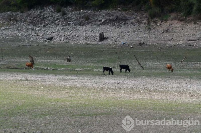 İstanbul'un suyunu karşılayan barajlar kurudu
