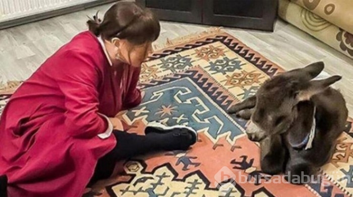 Sezen Aksu stüdyosunu sokak hayvanlarına açtı