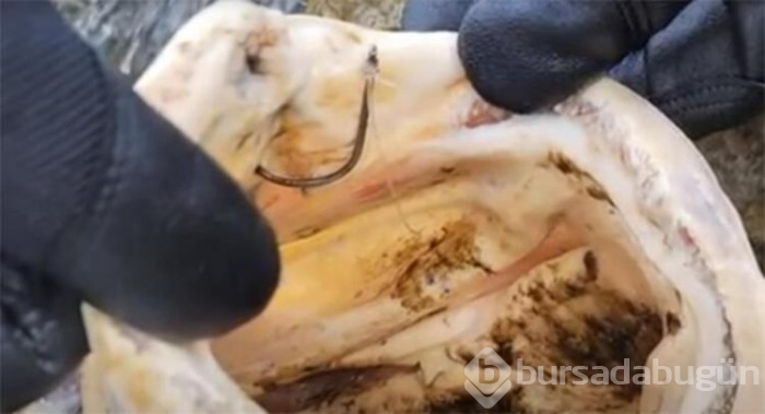 Devasa bir ısırık aldı, çığlıklar yükseldi!